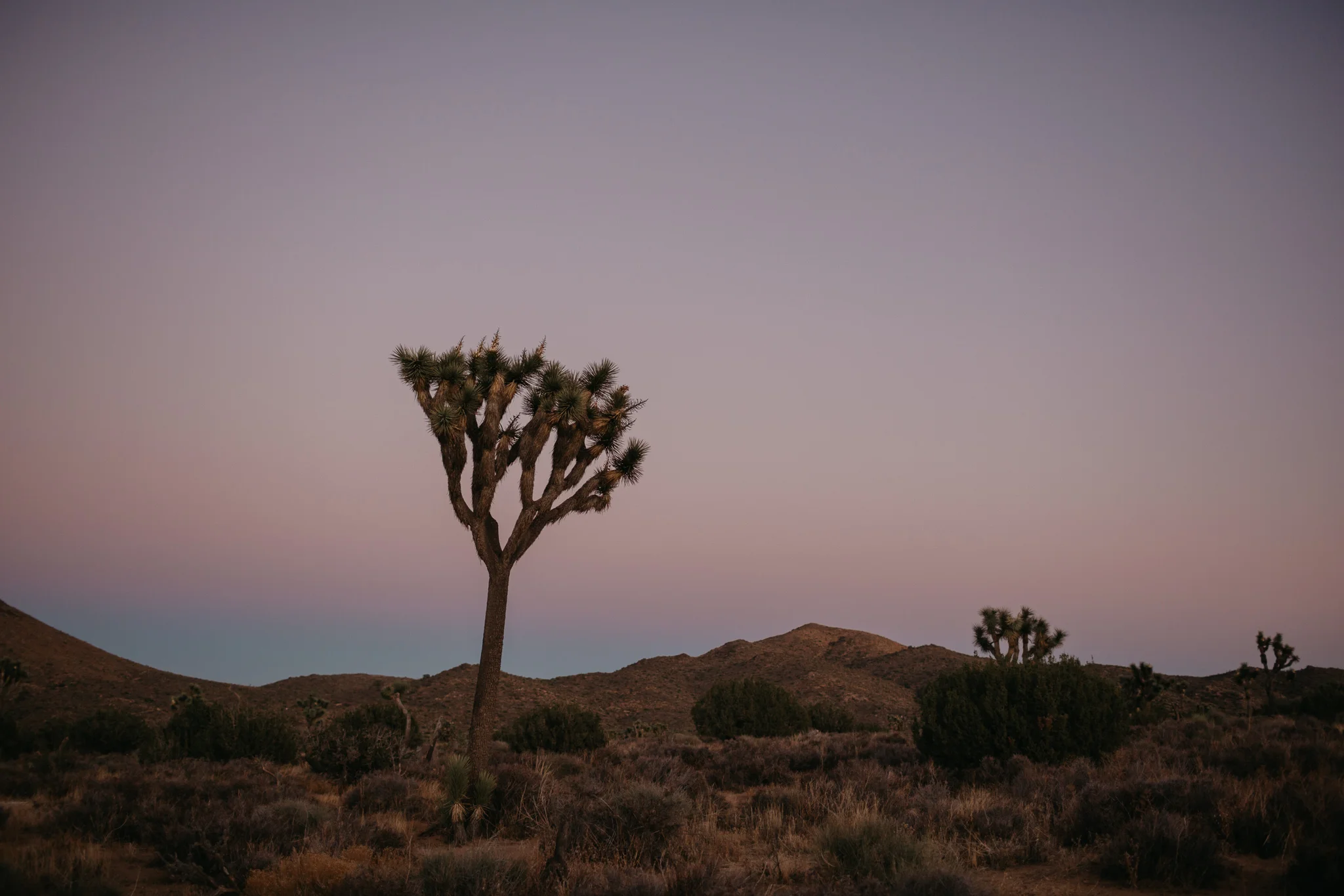 Joshua Tree Engagement Session, Fall, Joshua Tree, Engagement, Wedding, Summer, Sunset