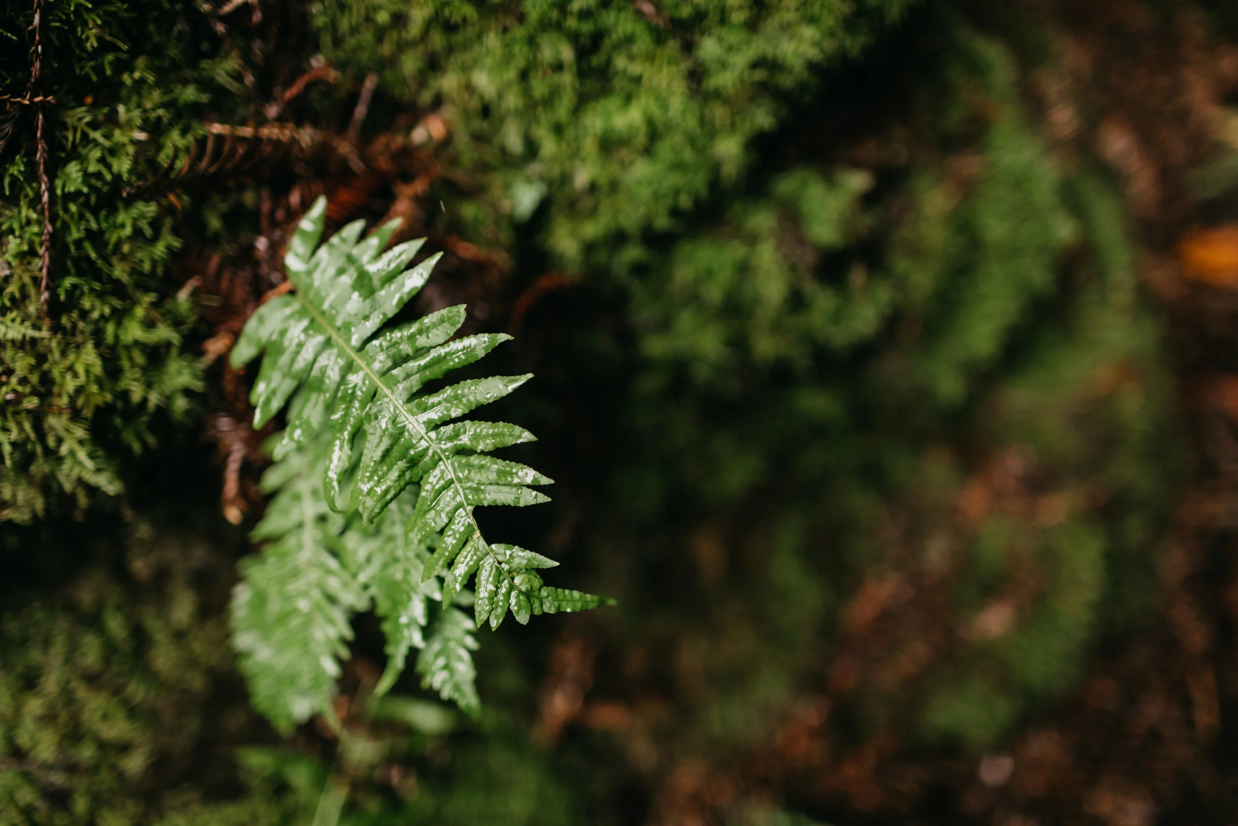 emily+sean_engaged-62.jpg