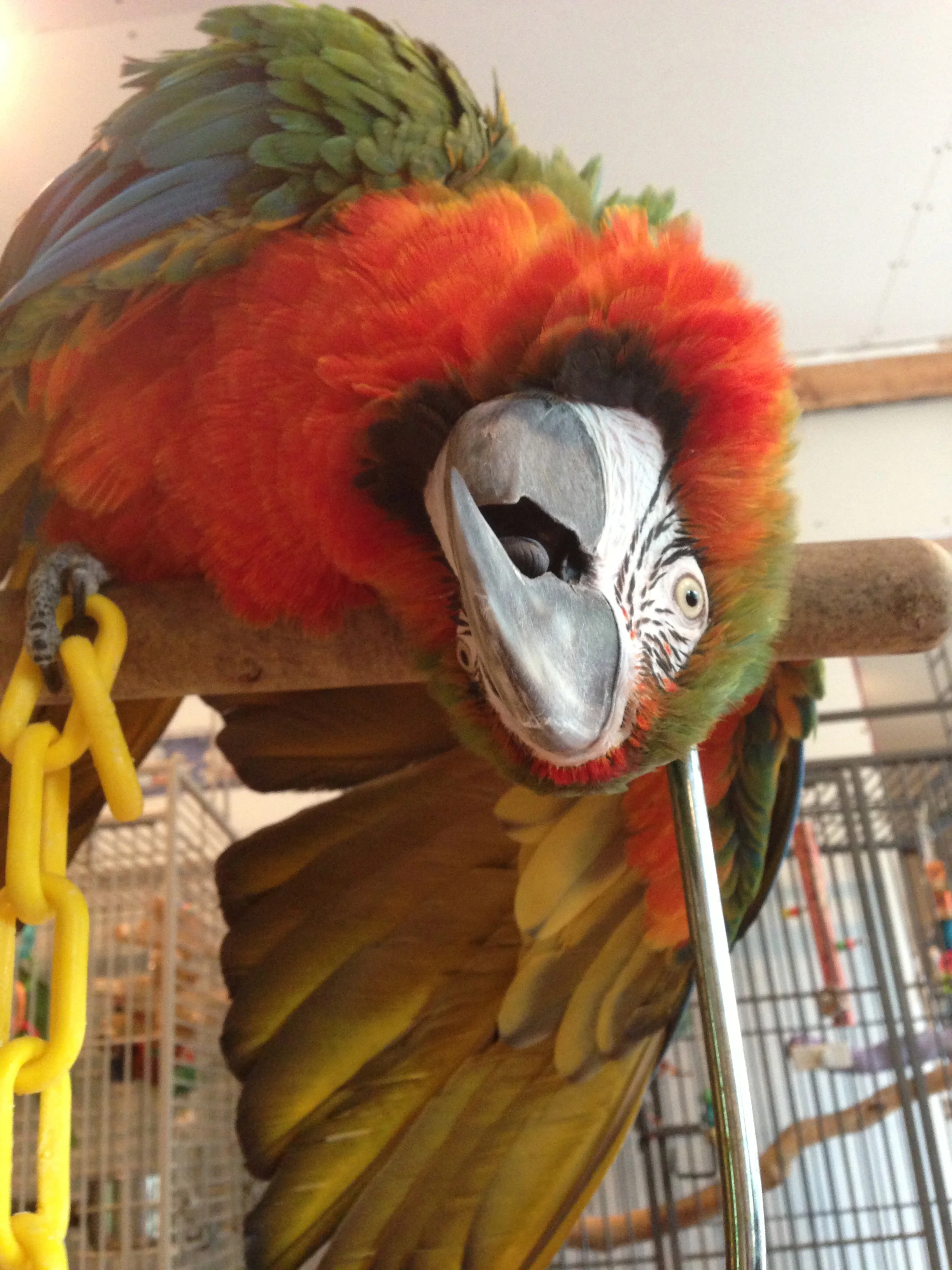 Carlos - Harlequin Macaw