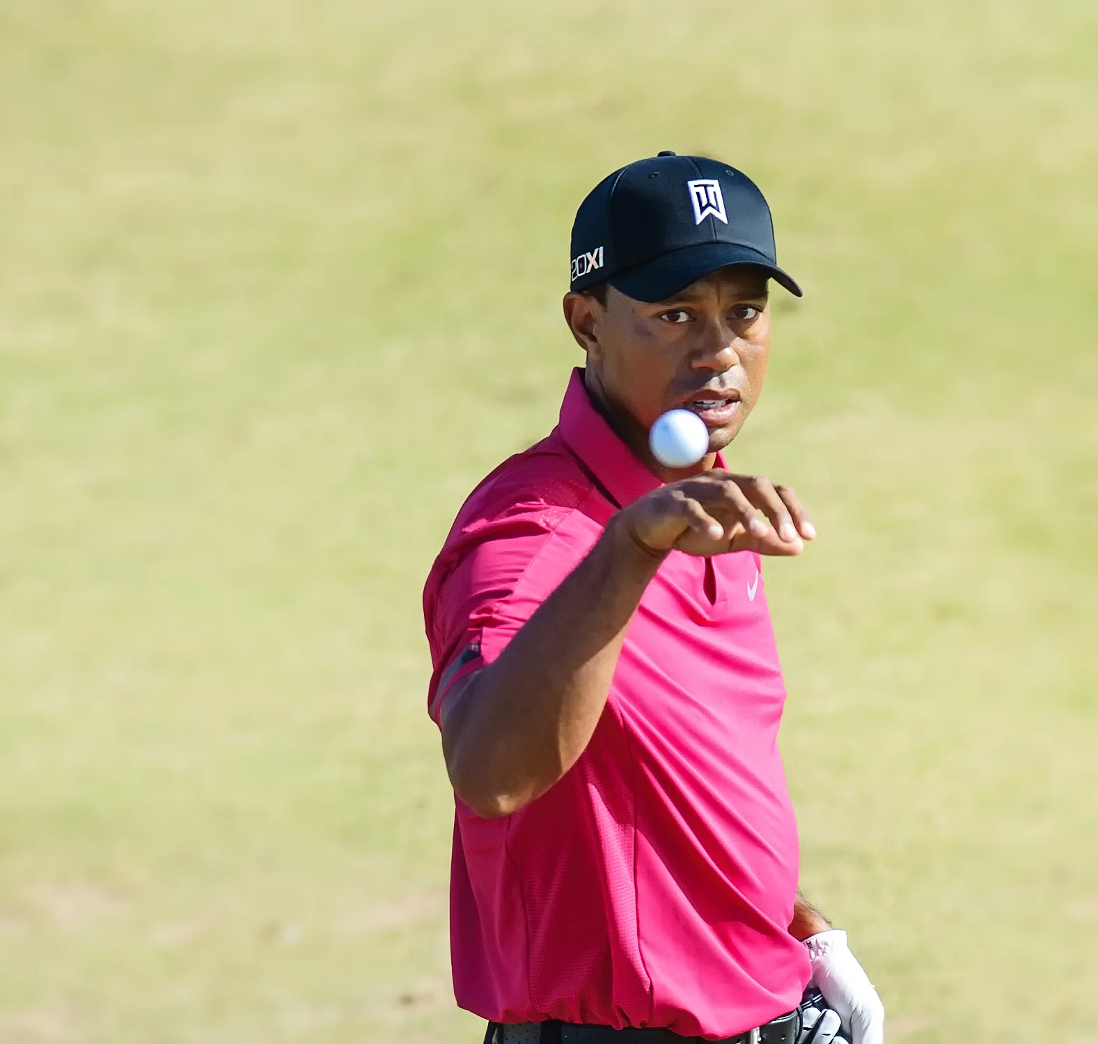 Tiger.jpg