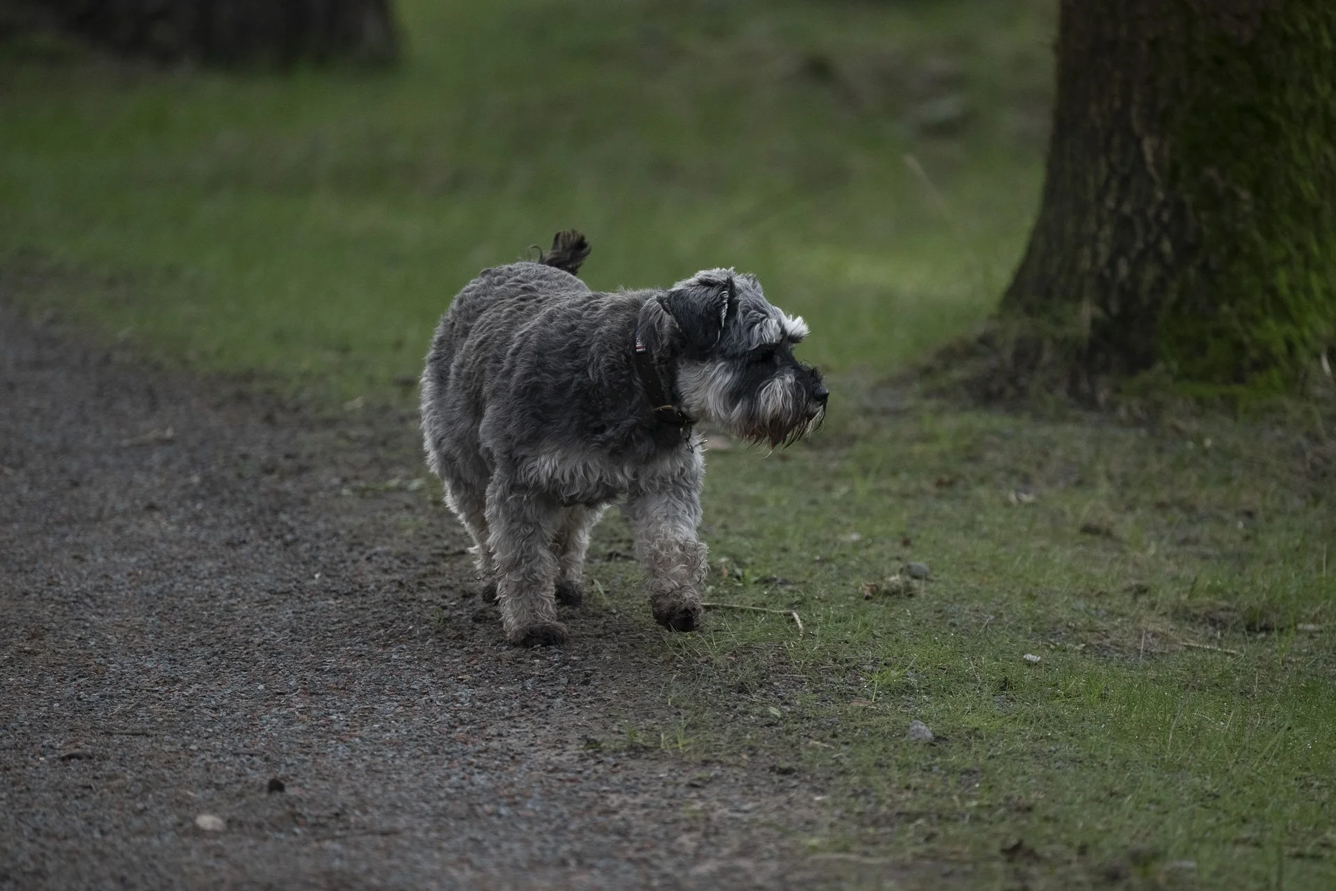 Sunningdale foursomes 2026 Tuesday-4481.jpg