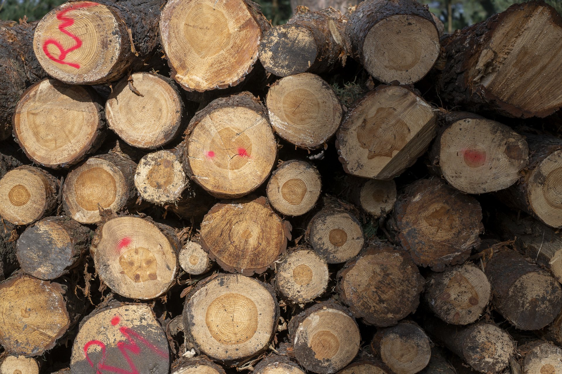 Sunningdale foursomes 2026 Wednesday-1574.jpg