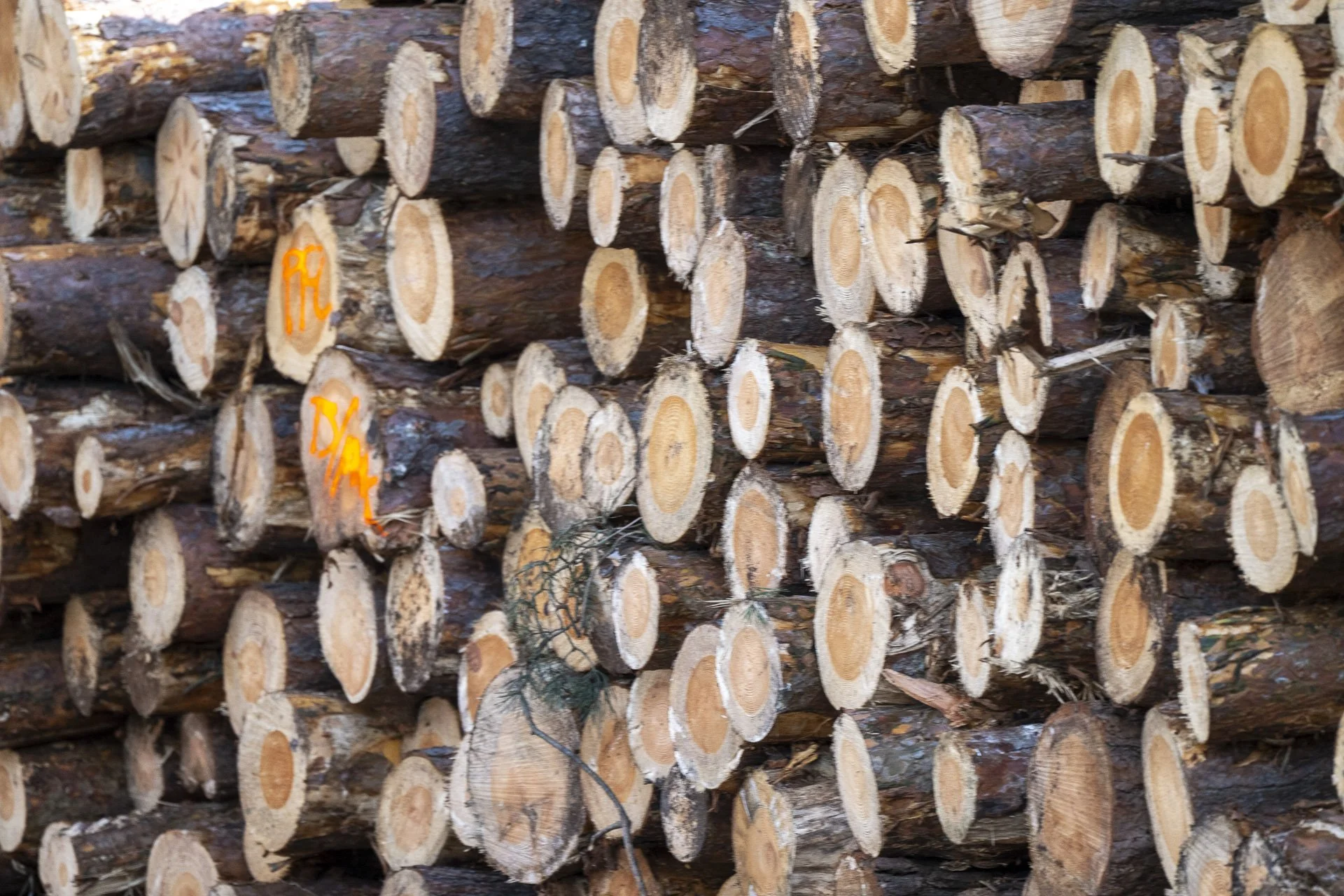 Sunningdale foursomes 2026 Wednesday-1583.jpg