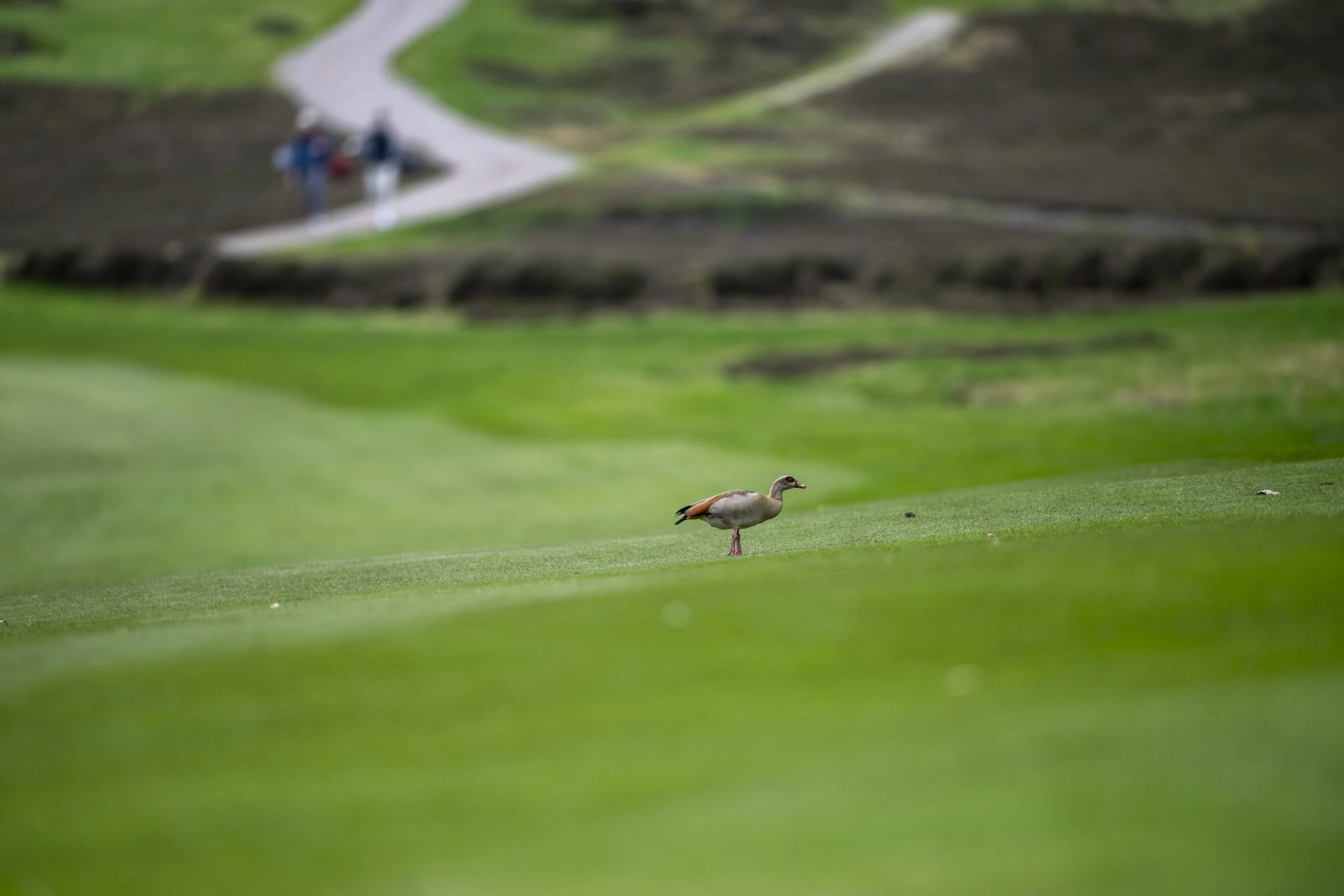 Sunningdale foursomes 2026 Thursday-5005.jpg