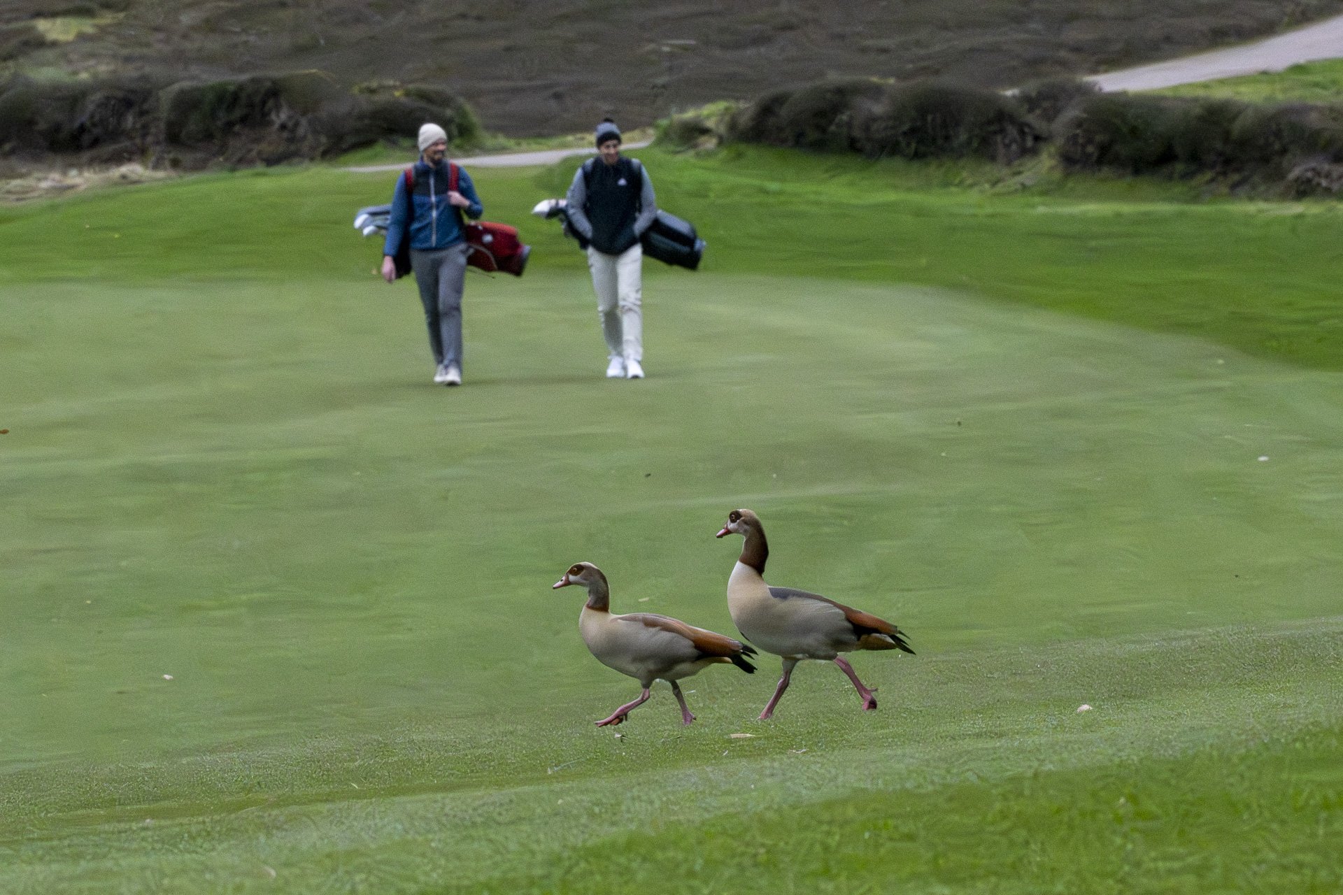 Sunningdale foursomes 2026 Thursday-5072.jpg