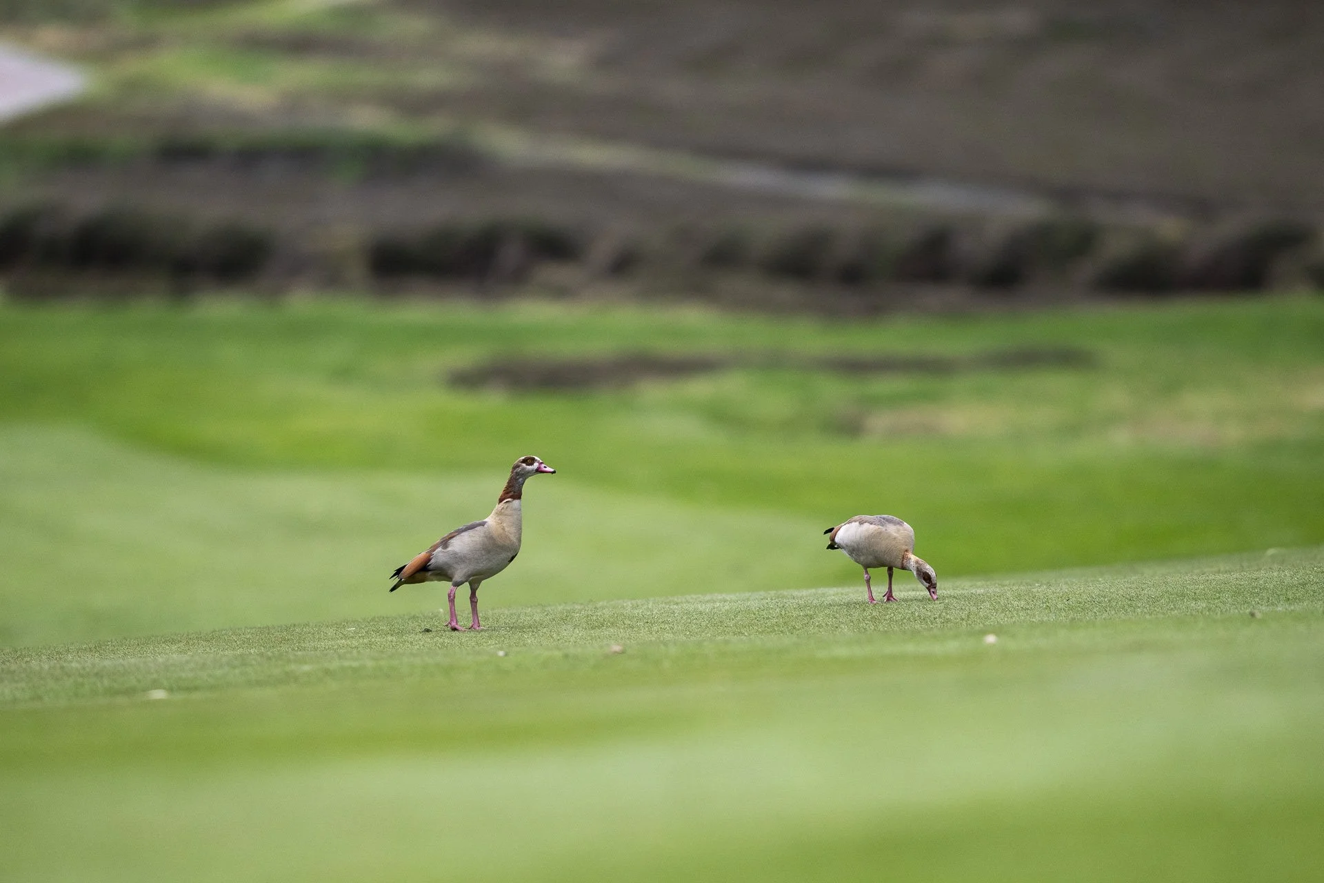 Sunningdale foursomes 2026 Thursday-5156.jpg