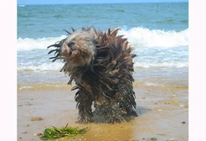 capesummer06 063.jpg