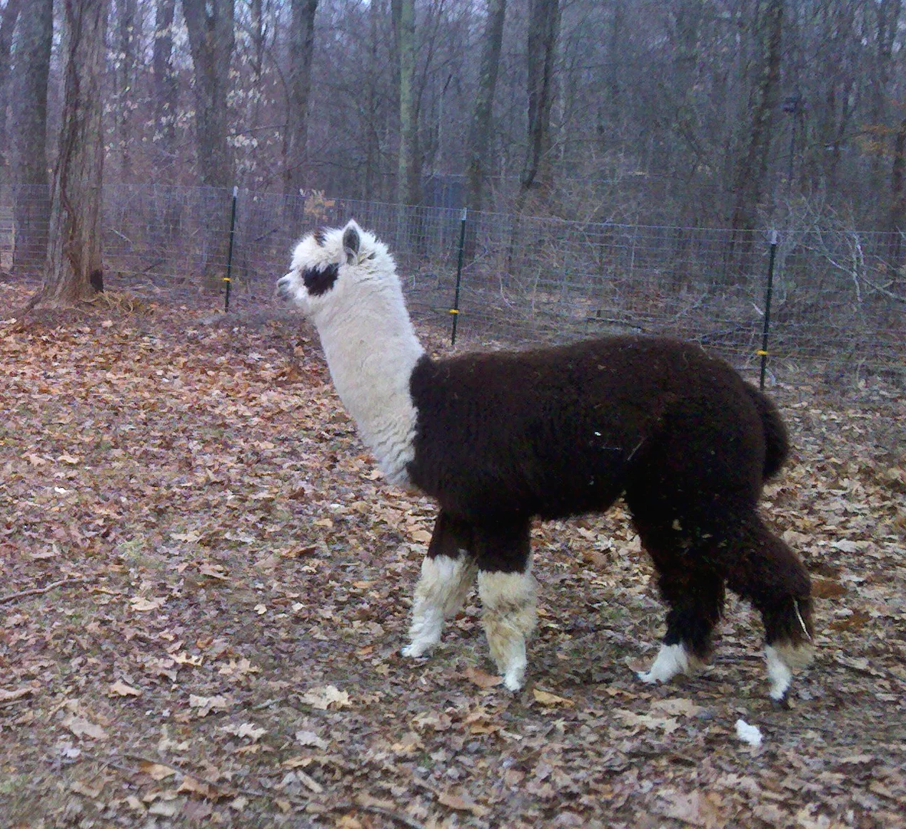 img_20110331_080637 copy.jpg