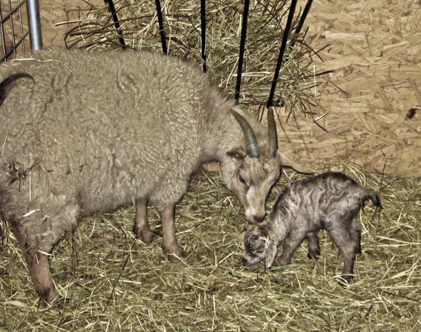truffle and her baby 1.jpg
