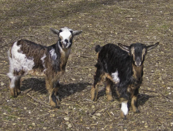 fiona and shrek 4 weeks old.jpg
