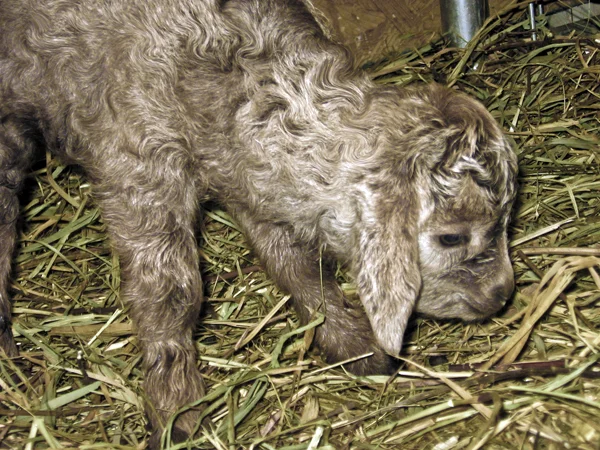 new born doeling 2.jpg