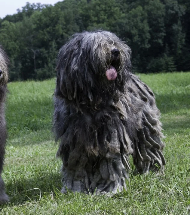 onyx & uragano-7.jpg