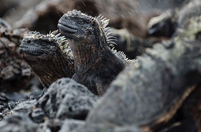 Gal&aacute;pagos marine iguanas on San Isabela Island, May 2015. The Gal&aacute;pagos Islands where the focus of Charles Darwin's On the Origin of Species, formulating the first theory of evolution.
.
.
.
.
.
.
#travel #wanderlust #naturephotography 