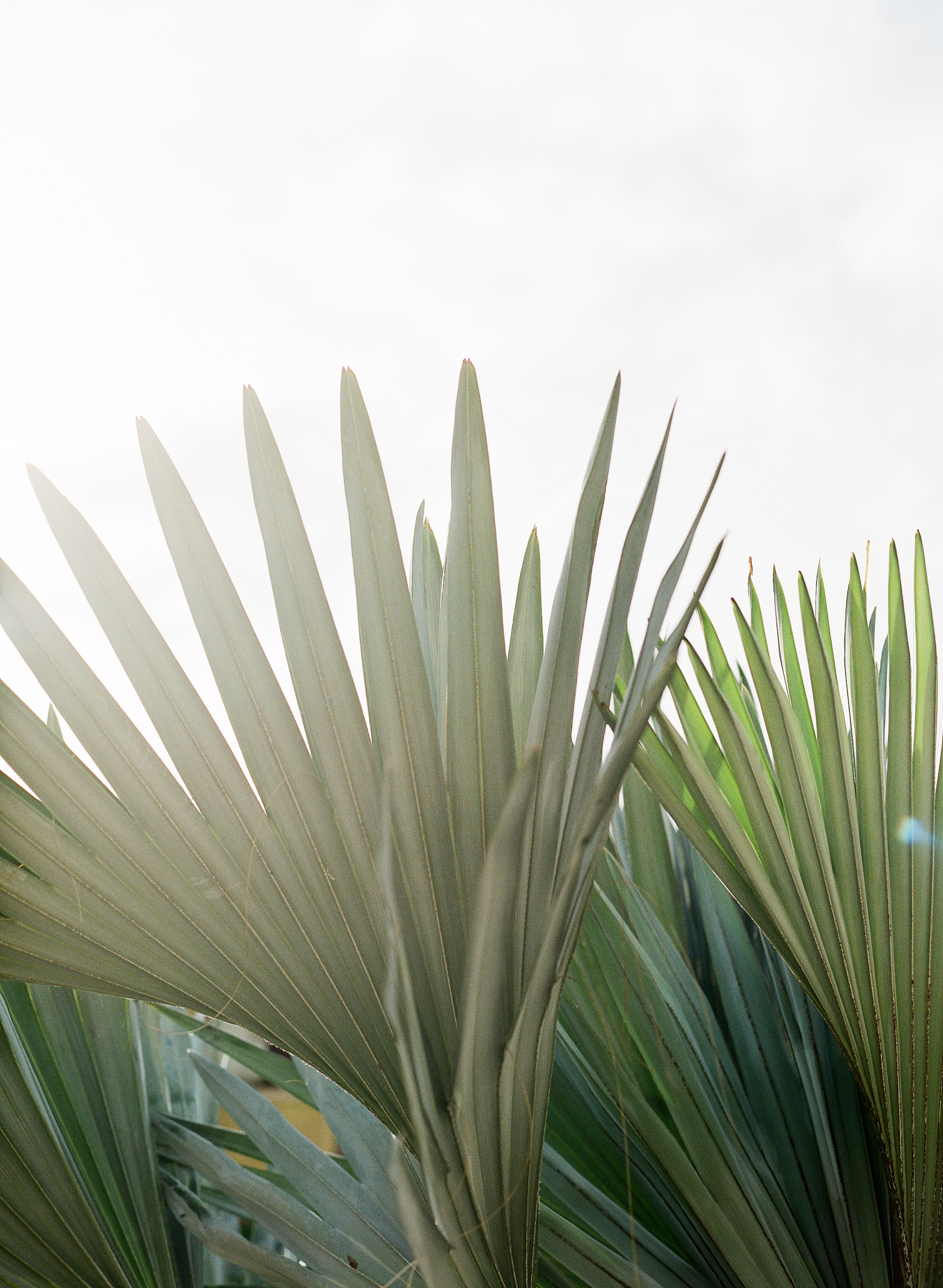 ArubaMara-049-AngelaNewtonRoyPhotography.jpg