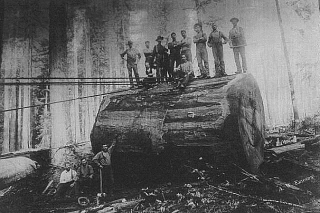 Normal
0
MicrosoftInternetExplorer4
Maneuvering the logs down the
mountain to the train was a complex job.