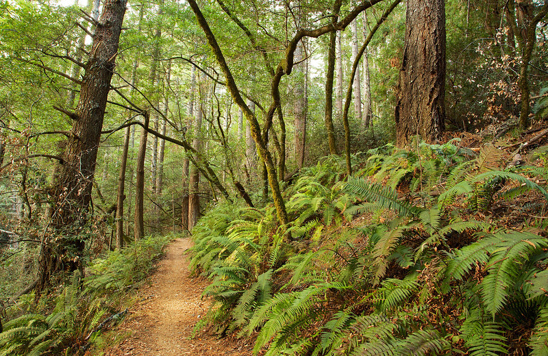 A bit more vibrancy in this section, with sword ferns reaching out to tickle hiker's ankles.