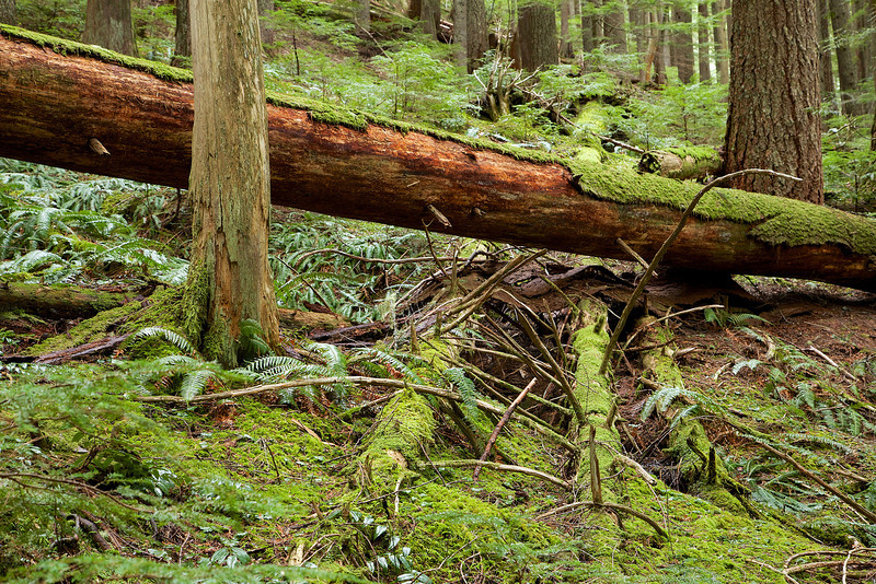 Trees at various stages of being reclaimed by the forest.