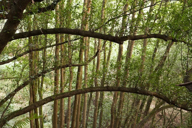 Bay Laurel trees along the lower Pinehurst Trail.