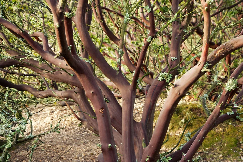 Closeup of a manzanita.