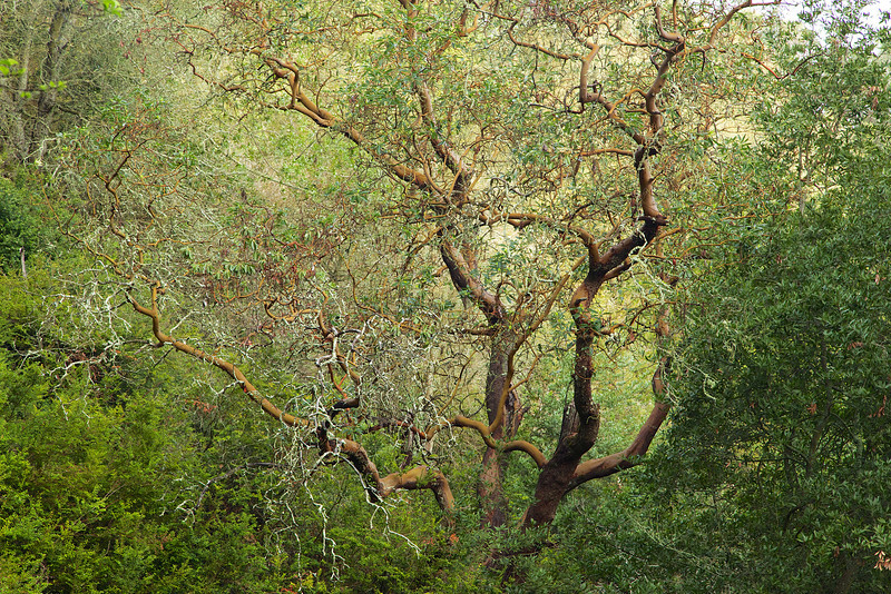 Madrone tree reaches out to the hiker...
