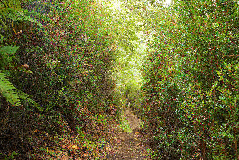 Hummingbird Alley