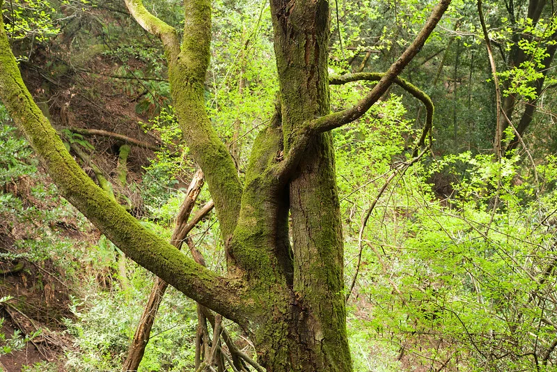Tree hug