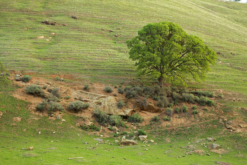 Rock layers poke through the hillside.
