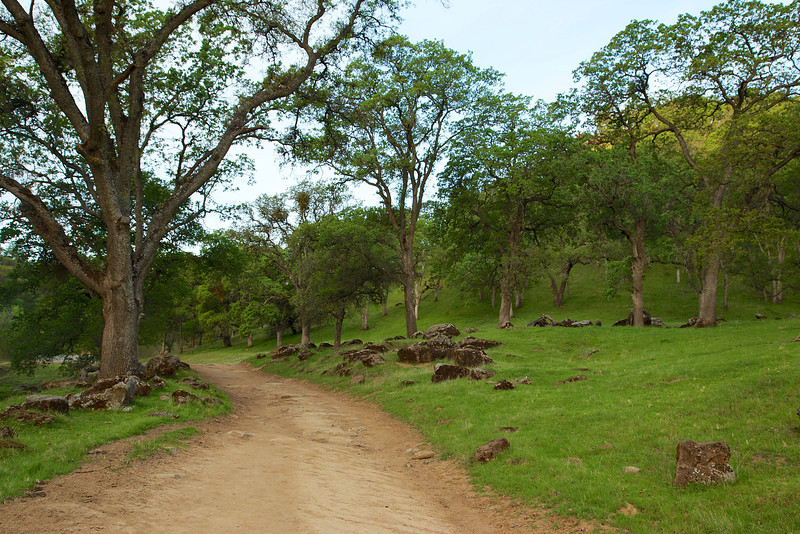 Rocky trailside along the Miwok Trail.