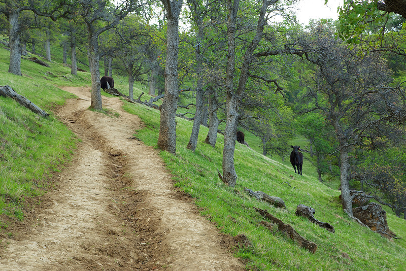 Grazing cows along the Hardy Canyon Trail