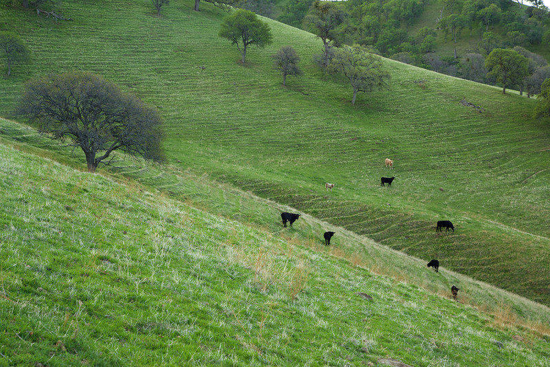 Cows along the hillside. Those ridges are called terracettes, occurring when wet soil becomes saturated and heavy, slides down, and then dries. This is further exacerbated by the trampling of cows. 