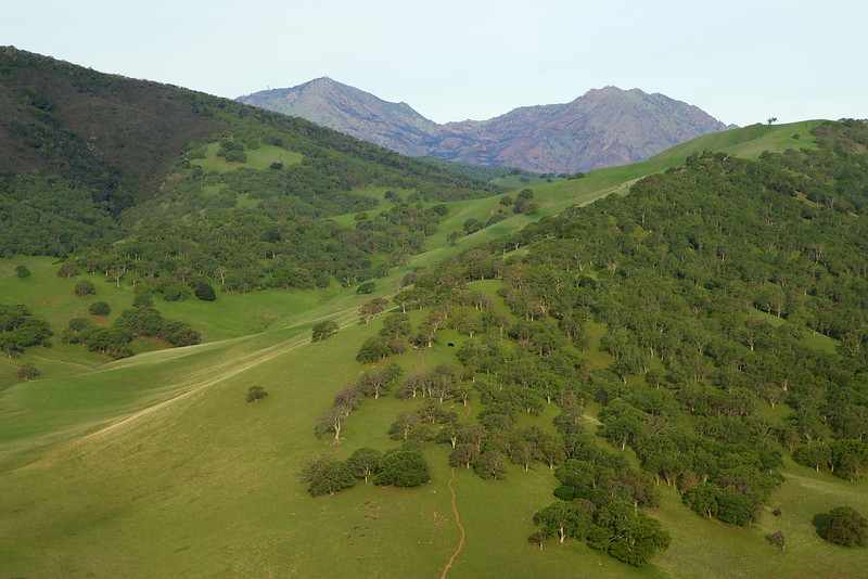 A trail leads to an oak grove, with Mt. Diablo in the background.