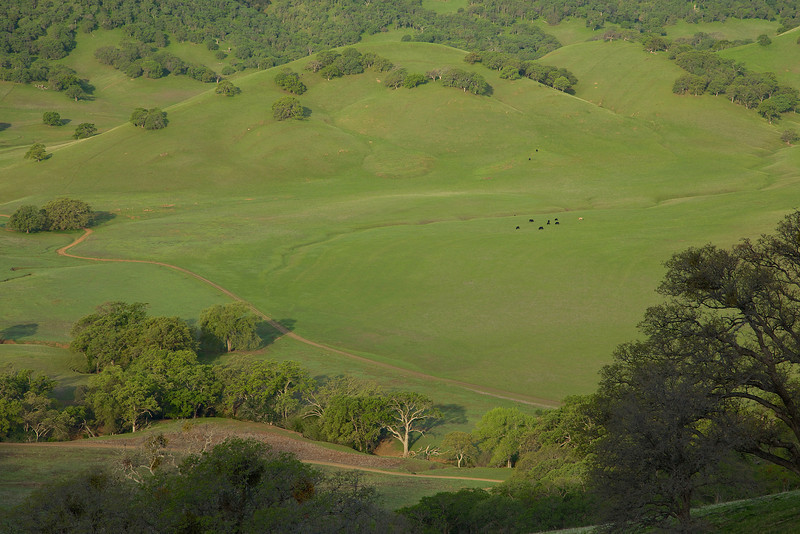 The lush and green valley below.
