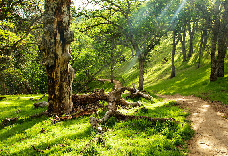 Light filters through the trees.