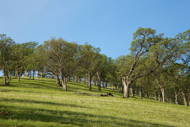 Oak hillside.