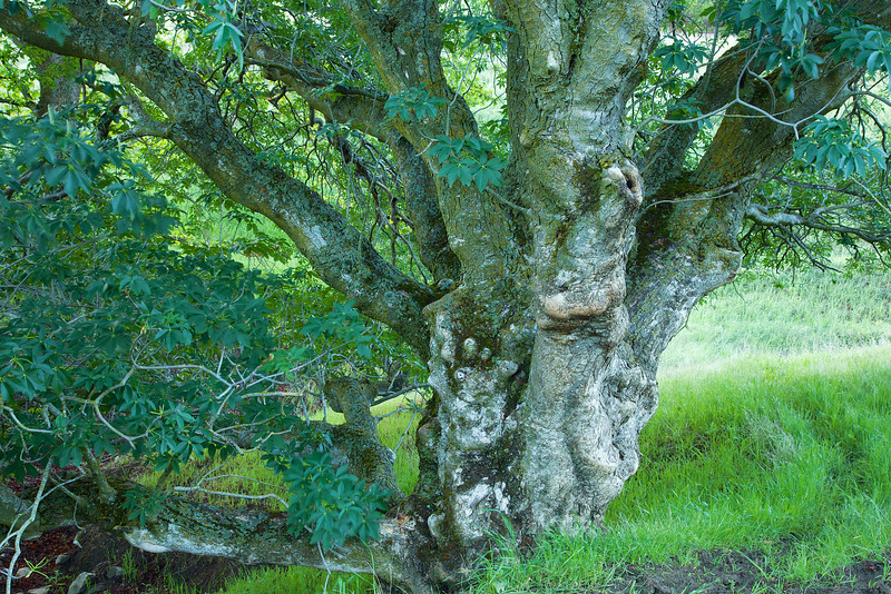 One of the many old Buckeyes that dot the property.