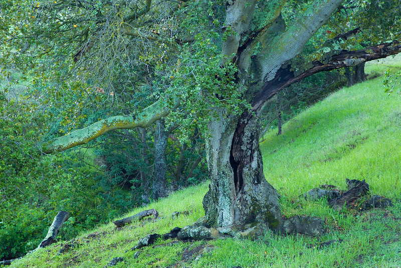 An old oak stretches on a hillside.