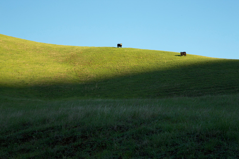Grazing cows on the property help mitigate tall, dry grass as a fire hazard. 