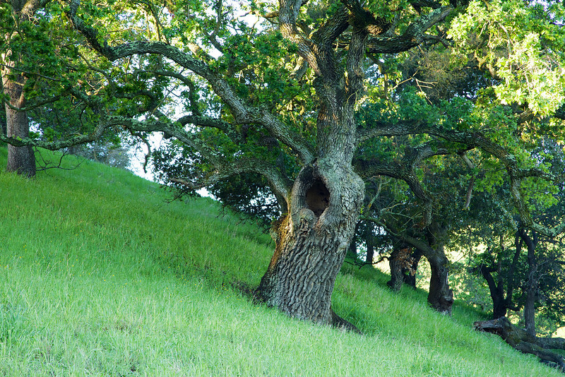 A yawning old oak on a hillside at Mangini Ranch. 
