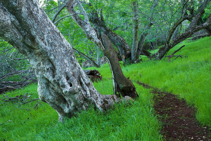 The trail winds through a patch of gnarly Buckeyes.