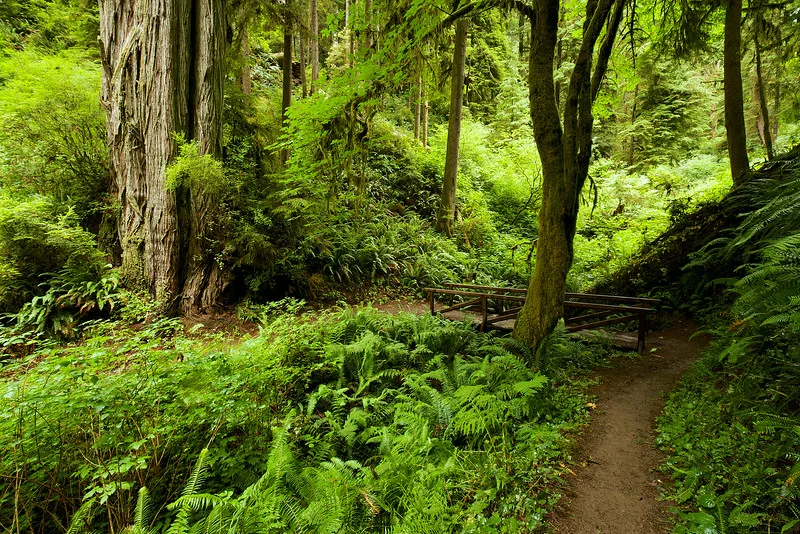 Bridge on the Boy Scout Tree Trail