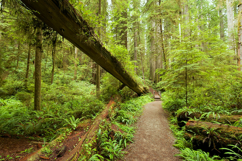 A bridge early in the trail. These fallen redwoods often take many years to break down. 