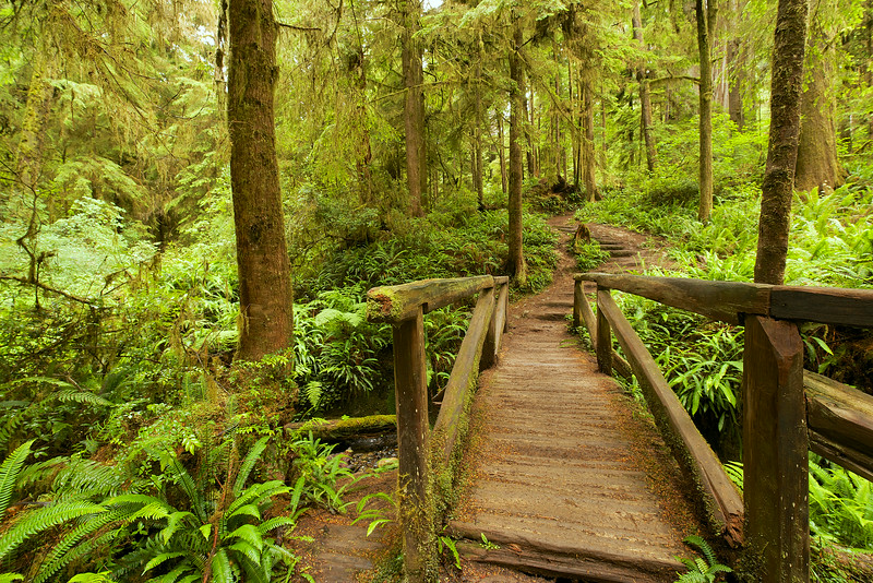 One of the bridges over a light flowing stream. The trail disappears off in the distance. 
