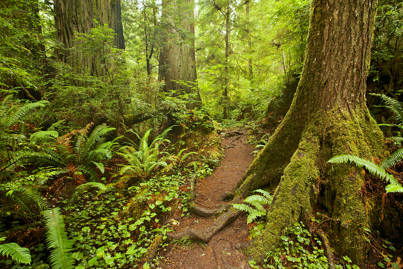 Sword ferns reach out to tickle your ankles, and roots jut out dramatically from the soil, so watch your step. 