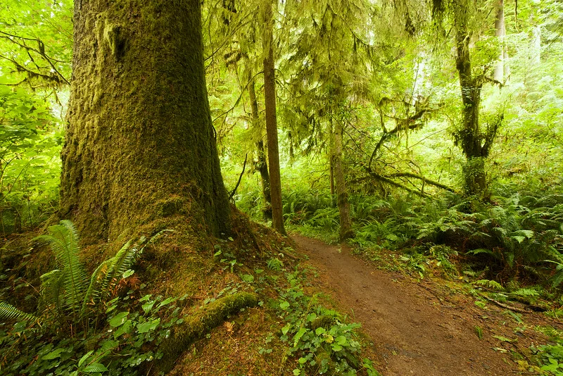 Approaching Fern Falls