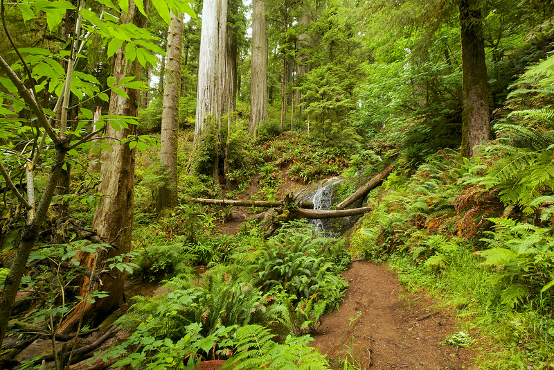 Fern Falls, mid summer flow