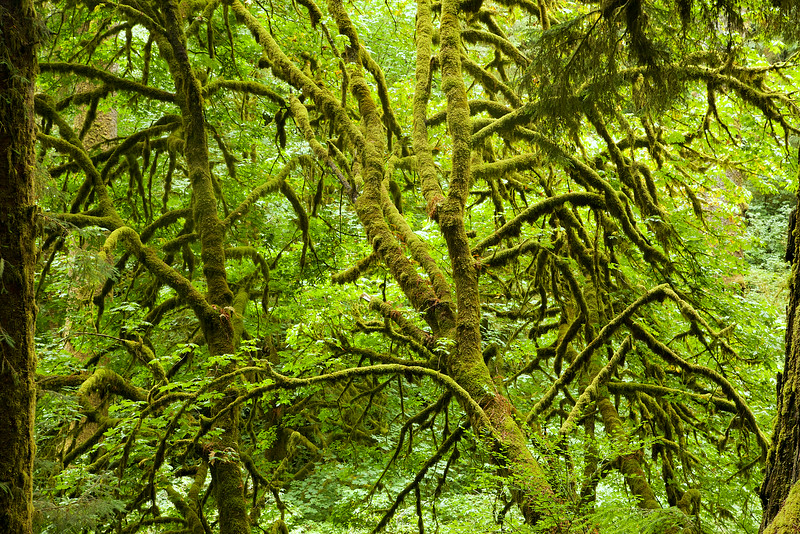 A tangle of mossy branches. 