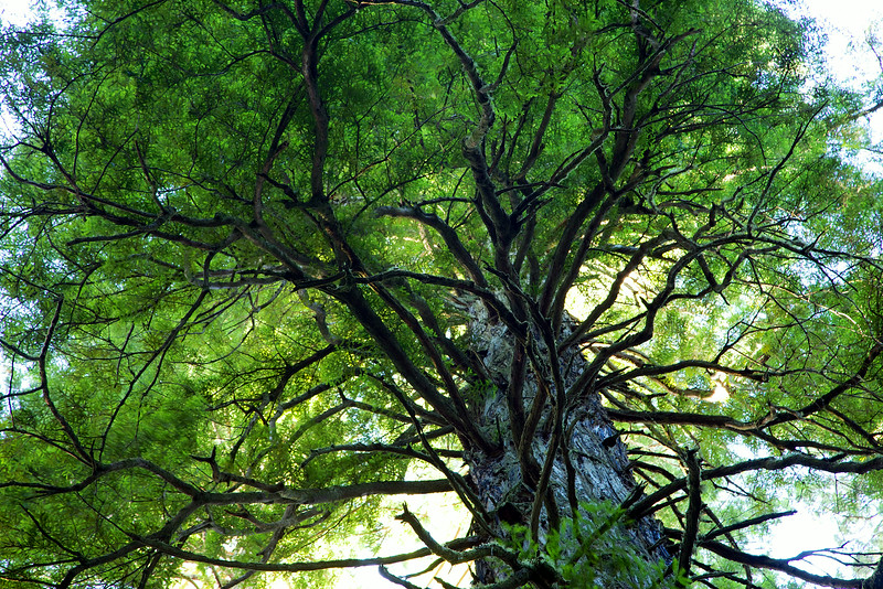 Looking up will give you a chance to see the branch structure in the crowns of the trees. 