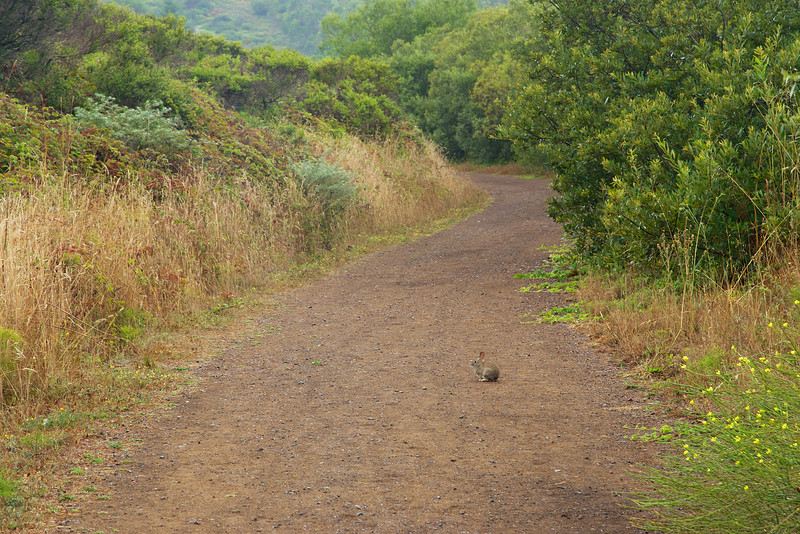 A rabbit on Fox Trail