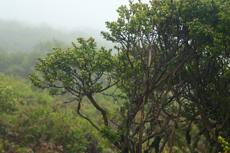 The mist gets thick and heavy, and the plants soak up the much needed moisture.