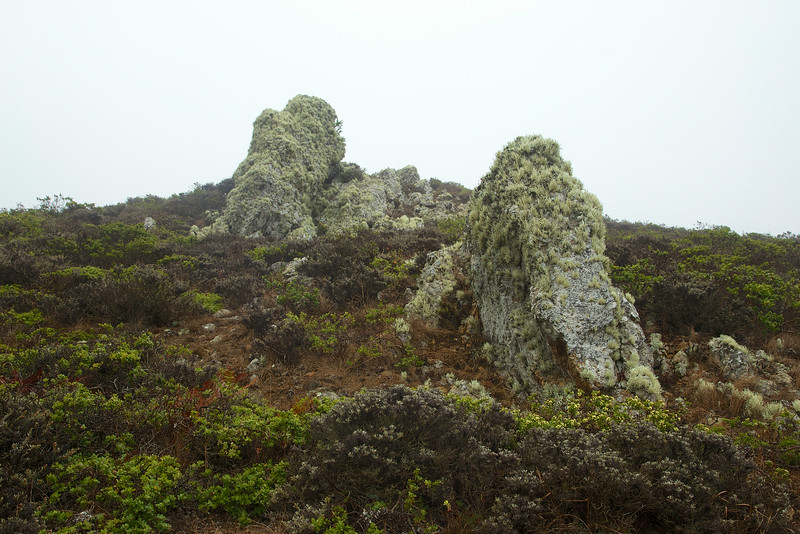 The lichen was soaking up the mist